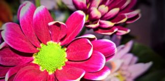 Brzesko zrezygnowało na tydzień z pobierania opłat od handlarzy kwiatami i zniczami