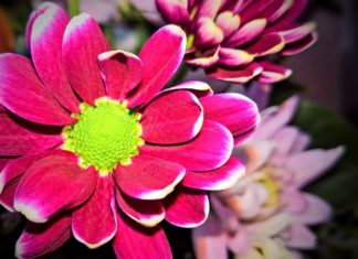 Brzesko zrezygnowało na tydzień z pobierania opłat od handlarzy kwiatami i zniczami