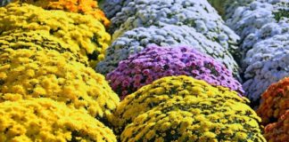 Niepołomice kupią 800 donic chryzantem w ramach pomocy handlowcom i producentom