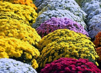 Niepołomice kupią 800 donic chryzantem w ramach pomocy handlowcom i producentom