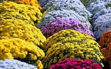 Niepołomice kupią 800 donic chryzantem w ramach pomocy handlowcom i producentom