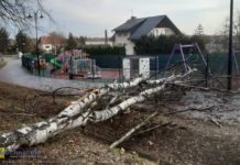 Kolejka. Drzewo upadło na deptak i plac zabaw – ZDJĘCIA