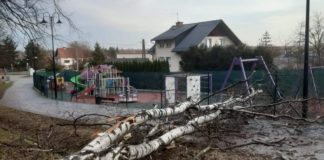 Kolejka. Drzewo upadło na deptak i plac zabaw – ZDJĘCIA
