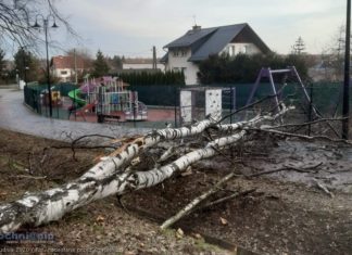 Kolejka. Drzewo upadło na deptak i plac zabaw – ZDJĘCIA