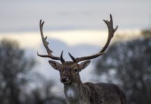 Łowiectwo. Krzysztof Kokoszka łowczym okręgowym w Tarnowie