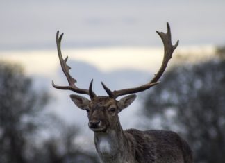 Łowiectwo. Krzysztof Kokoszka łowczym okręgowym w Tarnowie