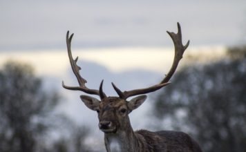 Łowiectwo. Krzysztof Kokoszka łowczym okręgowym w Tarnowie