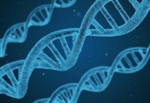 Odkryto gen neandertalczyka chroniący przed ciężkim przebiegiem COVID-19