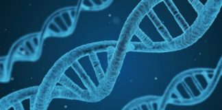 Odkryto gen neandertalczyka chroniący przed ciężkim przebiegiem COVID-19