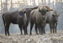 Konkurs na imię dla żubra z Puszczy Niepołomickiej. Zgłoszenia do 17 stycznia