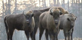 Konkurs na imię dla żubra z Puszczy Niepołomickiej. Zgłoszenia do 17 stycznia