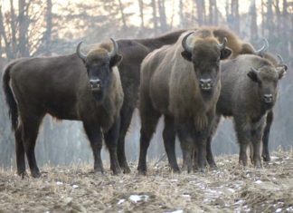 Konkurs na imię dla żubra z Puszczy Niepołomickiej. Zgłoszenia do 17 stycznia