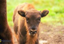 Internauci wybrali imię dla małego żubra z Puszczy Niepołomickiej