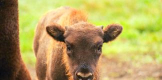 Internauci wybrali imię dla małego żubra z Puszczy Niepołomickiej