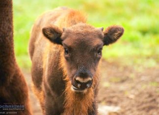 Internauci wybrali imię dla małego żubra z Puszczy Niepołomickiej