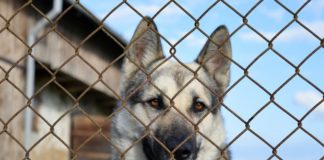 To nie koniec starań o schronisko dla bezdomnych zwierząt w Bochni