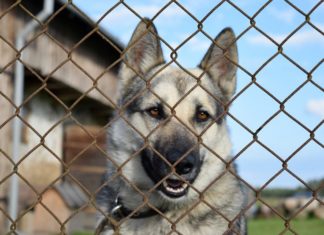To nie koniec starań o schronisko dla bezdomnych zwierząt w Bochni