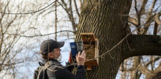Bochnia. „Ptasie Miasto” już gotowe na wiosenne lęgi