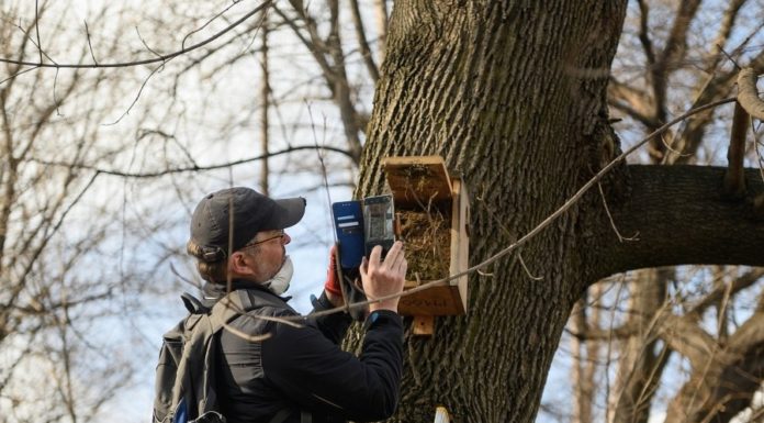 Bochnia. „Ptasie Miasto” już gotowe na wiosenne lęgi