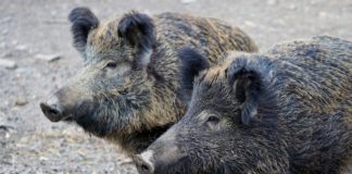 Bochnia. Na sesji dyskutowano o dzikach. Będzie odłów lub odstrzał?