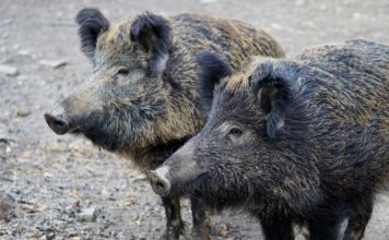 Bochnia. Na sesji dyskutowano o dzikach. Będzie odłów lub odstrzał?