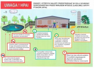 Ptasia grypa. „Nie ma zagrożenia dla ludzi, ale obowiązuje profilaktyka”