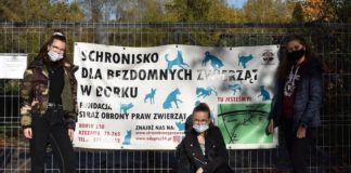 Projekt „szCZEKAM”. Uczennice I LO zachęcają do adopcji zwierząt