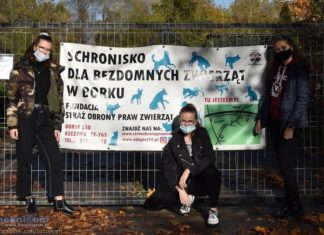 Projekt „szCZEKAM”. Uczennice I LO zachęcają do adopcji zwierząt