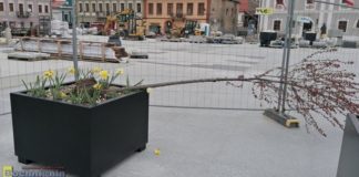 Bochnia. Silny wiatr uszkodził drzewka na Rynku