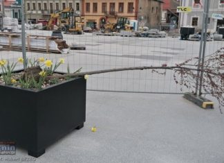 Bochnia. Silny wiatr uszkodził drzewka na Rynku