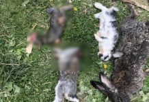 Leszczyna. Psy zagryzły 22 króliki