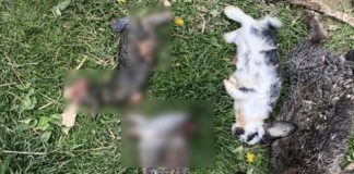 Leszczyna. Psy zagryzły 22 króliki