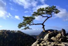 PTTK zaprasza na Rodzinny Rajd Wiosenny w Pieniny