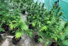 Bocheńscy kryminalni zlikwidowali plantację konopi indyjskich. Prowadząca ją kobieta usłyszała zarzuty