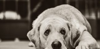 Bochnia. Ponad 2 tysiące osób podpisało petycję ws. schroniska dla bezdomnych zwierząt