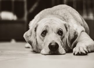 Wraca temat petycji ws. schroniska dla bezdomnych zwierząt w Bochni