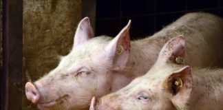 Wojewoda małopolski ostrzega przed pryszczycą – apel do hodowców o szczególną czujność