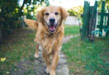 ? Już otwarta! W Bochni działa PSIJACIEL – samoobsługowa myjnia dla psów