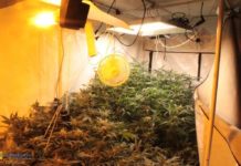 Narkotyki. Brzescy policjanci zlikwidowali plantację konopi indyjskich