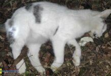 Martwy kot znaleziony na os. św. Jana w Bochni. Został otruty?