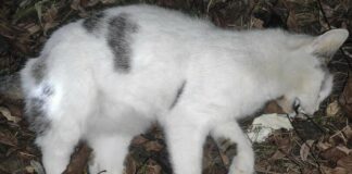 Martwy kot znaleziony na os. św. Jana w Bochni. Został otruty?