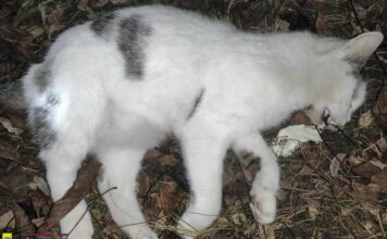 Martwy kot znaleziony na os. św. Jana w Bochni. Został otruty?