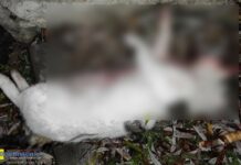 Drugi martwy kot na os. św. Jana w Bochni. Pechowy przypadek?