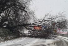 Drzewo przewrócone na drogę w Kopalinach. Utrudnienia