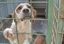 Niepołomice. W sobotę na Rynku zbiórka karmy dla zwierząt z przytuliska