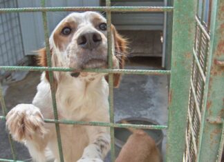 Niepołomice. W sobotę na Rynku zbiórka karmy dla zwierząt z przytuliska