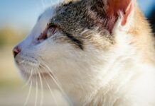 Gdzie zalegalizować pobyt zwierząt z Ukrainy?