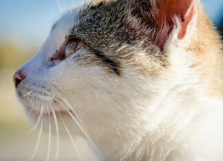 Gdzie zalegalizować pobyt zwierząt z Ukrainy?