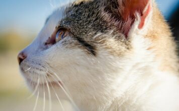 Gdzie zalegalizować pobyt zwierząt z Ukrainy?