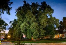 380-letnia lipa z Bieńkowic w Konkursie Drzewo Roku 2022! Właśnie ruszyło głosowanie